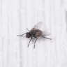 flyonthewall
