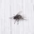 flyonthewall